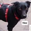 Neo  kleines Herz sucht Geborgenheit!