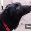 Neo  kleines Herz sucht Geborgenheit!