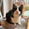 Lieber Kater Monty sucht Zuhause
