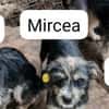 Mircea, Mihai und Mike ( I )