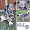 ADILE -freundlich & aufgeweckt-