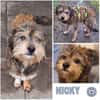 NICKY -Rundum tolles Hundekind-