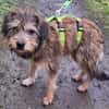 NICKY -Rundum tolles Hundekind-
