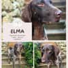 Elma - Goldstück sucht ihre Menschen