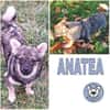 ANATEA -Rundum tolle Junghündin-