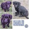 CHANDLER -Rundum toller Junghund-