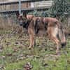 Max, schöner Schäferhund sucht Zuhause