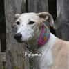 PALOMA