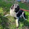 Lola ! Zuhause gesucht