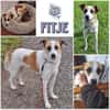 Fitje *  ein Herz auf vier Pfoten 🐾