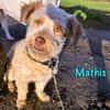 Mathis charakterstarker kl. Terrier-Mix