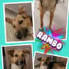 Rambo sucht aktive Familie!