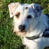 G I N O - sucht Terrier-Kenner......