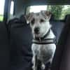 G I N O - sucht Terrier-Kenner......