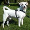G I N O - sucht Terrier-Kenner......
