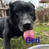 💐🐾Geri sucht seine Menschen🐾💐