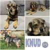 KNUD - sehr menschenbezogen & zutraulich