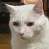 Gusti  Weißer Traumkater mit großem 💚