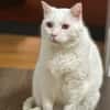 Gusti  Weißer Traumkater mit großem 💚