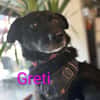 🐾🐾Greti sucht ein Zuhause🐾🐾
