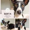 BERTA: Eine ganz besondere Hündin