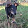 Orea: Liebevolle Hundedame