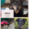 Orea: Liebevolle Hundedame