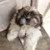 BUSTER ein Shih Tzu Welpen Bun