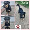 Dora Hündin Mischling sucht Zuhause