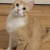 Blanco - niedlicher Kater sucht Zuhause