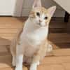 Blanco - niedlicher Kater sucht Zuhause
