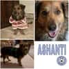 ASHANTI -lieber kleiner Hundemann-
