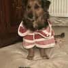 ASHANTI -lieber kleiner Hundemann-