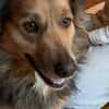 ASHANTI -lieber kleiner Hundemann-