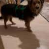 ASHANTI -lieber kleiner Hundemann-