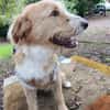 Pocket-Traumhund sucht Neuanfang