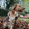 Pocket-Traumhund sucht Neuanfang