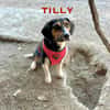 Tilly - Die Aktive!
