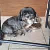 Mushu, sensibler Hundemann sucht Familie
