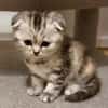5 BKHScottish Fold Mix Kitten