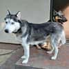 Rust, lieber Husky sucht neues Zuhause