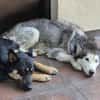 Rust, lieber Husky sucht neues Zuhause