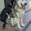 Rust, lieber Husky sucht neues Zuhause