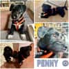 PENNY -Rundum tolles Hundekind-