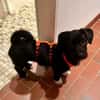 PENNY -Rundum tolles Hundekind-