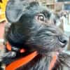 PENNY -Rundum tolles Hundekind-