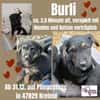 💙 Unser 💙Burli💙 sucht seine Menschen