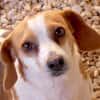 Bethany 3 -liebt Menschen u. Hunde-