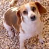 Bethany 3 -liebt Menschen u. Hunde-
