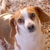 Bethany 3 -liebt Menschen u. Hunde-